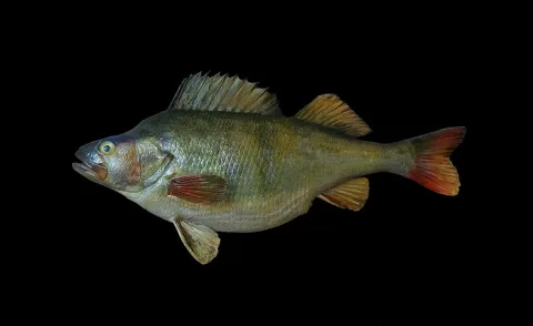 European perch — Jebulon / Wikimedia Commons / CC0