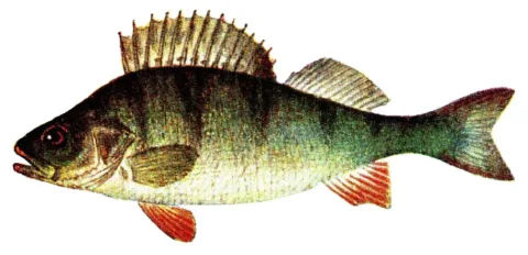 European perch — Wikimedia Commons / Public domain
