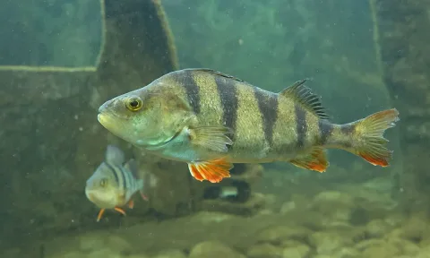 European perch — Clément Bardot / Wikimedia Commons / CC BY-SA 4.0