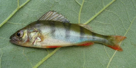 European perch — George Chernilevsky / Wikimedia Commons / Public domain