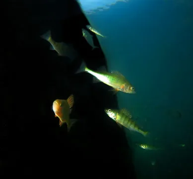 European perch — ChvFaberCastell / Wikimedia Commons / CC BY-SA 4.0