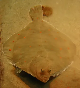 European plaice — Liné1 / Wikimedia Commons / CC BY 2.5
