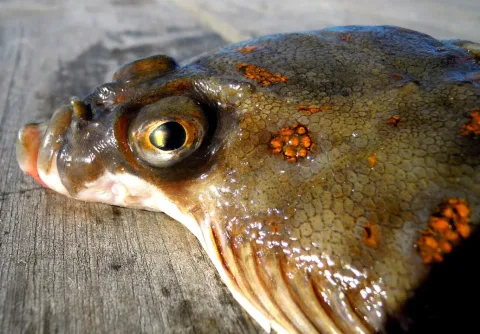 European plaice — Arnstein Rønning / Wikimedia Commons / CC BY 3.0