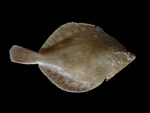 European plaice — Hans Hillewaert / Wikimedia Commons / CC BY-SA 4.0