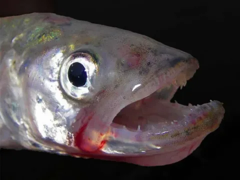 European smelt — WHell at German Wikipedia / Wikimedia Commons / Public domain
