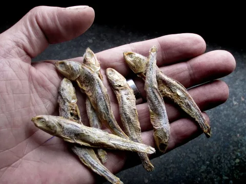 European smelt — Foto: Jonn Leffmann / Wikimedia Commons / CC BY 3.0