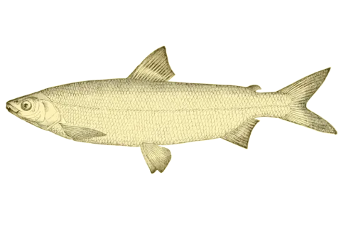 European whitefish — Ellicrum / Wikimedia Commons / CC BY-SA 4.0