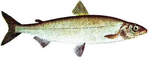 European whitefish — see Iduns kokbok / Wikimedia Commons / Public domain