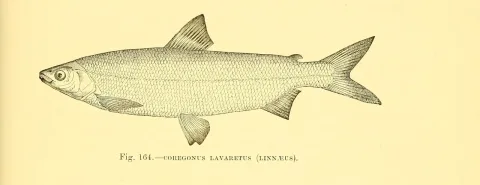 European whitefish — Harry Govier Seeley / Wikimedia Commons / Public domain