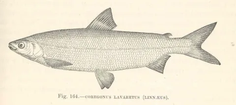 European whitefish — Harry Govier Seeley / Wikimedia Commons / Public domain