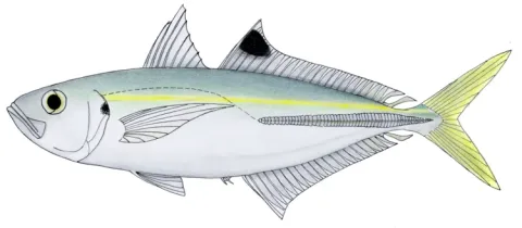 False scad — Kare Kare / Wikimedia Commons / CC BY-SA 3.0