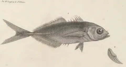 False scad — Geoffroy-Saint-Hilaire / Wikimedia Commons / Public domain