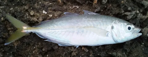 False scad — Jozef Drab / Wikimedia Commons / CC BY 3.0