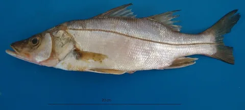 Fat snook — Carla Isobel Elliff / Wikimedia Commons / CC BY 3.0