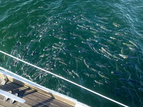 Flathead grey mullet — Bikerhiker75 / Wikimedia Commons / CC BY-SA 4.0