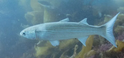 Flathead grey mullet — Diego Delso / Wikimedia Commons / CC BY-SA 4.0