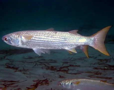 Flathead grey mullet — Roberto Pillon / Wikimedia Commons / CC BY 3.0