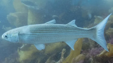 Flathead grey mullet — Diego Delso / Wikimedia Commons / CC BY-SA 4.0