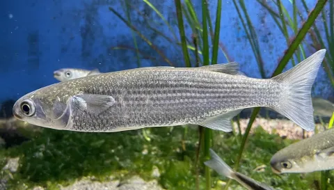 Flathead grey mullet — Totti / Wikimedia Commons / CC BY-SA 4.0