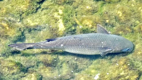 Flathead grey mullet — Mariomassone / Wikimedia Commons / CC BY-SA 4.0