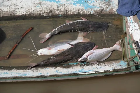 Flatwhiskered catfish — Clinton &amp; Charles Robertson from RAF Lakenheath, UK &amp; San Marcos, TX, USA &amp; UK / Wikimedia Commons / CC BY 2.0