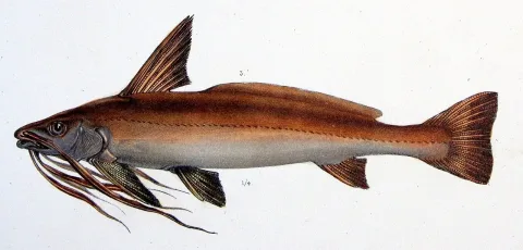 Flatwhiskered catfish — Paul Louis Oudart / Wikimedia Commons / Public domain