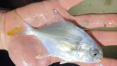 Florida pompano — bluecrab / Wikimedia Commons / CC BY 4.0