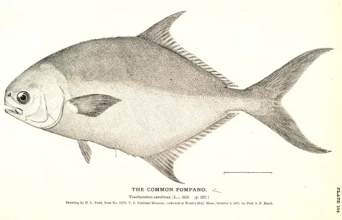 Florida pompano — H. L. Todd / Wikimedia Commons / Public domain