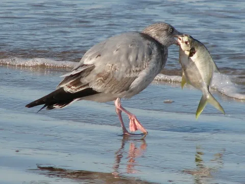 Florida pompano — johnyochum / Wikimedia Commons / CC BY 4.0