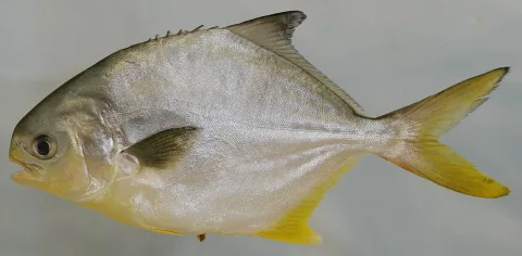 Florida pompano — Smithsonian Environmental Research Center / Wikimedia Commons / CC BY 2.0