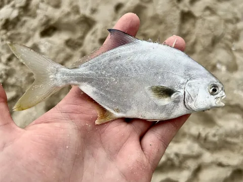 Florida pompano — geosesarma / Wikimedia Commons / CC BY 4.0