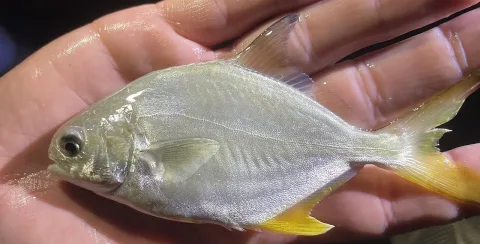Florida pompano — bluecrab / Wikimedia Commons / CC BY 4.0