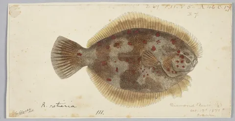 Flounder — Frank Edward Clarke / Wikimedia Commons / Public domain