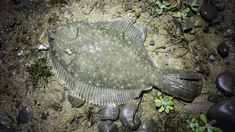 Flounder — Jenny Saito / Wikimedia Commons / CC BY 4.0