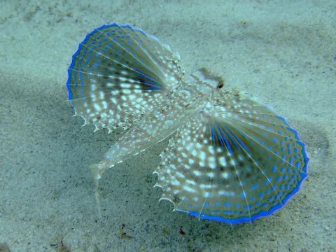 Flying gurnard — Encarna Sáez Goñalons &amp; Víctor Martínez Moll / Wikimedia Commons / CC BY 3.0