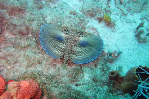 Flying gurnard — Waielbi / Wikimedia Commons / CC BY-SA 3.0