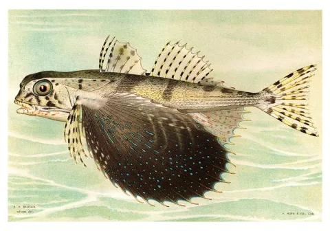 Flying gurnard — A. H. Baldwin / Wikimedia Commons / Public domain
