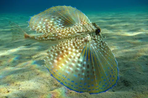 Flying gurnard — Beckmannjan / Wikimedia Commons / CC BY-SA 3.0