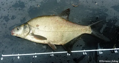Freshwater bream — Nervurax Fishing / Wikimedia Commons / CC BY-SA 4.0