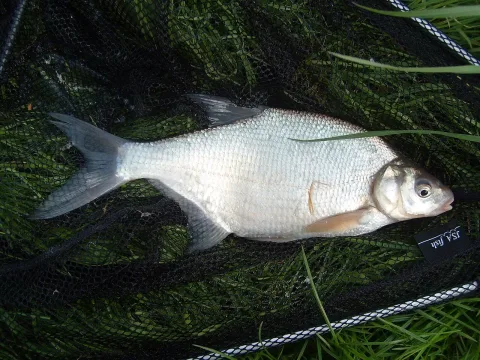 Freshwater bream — Reaperman / Wikimedia Commons / CC BY-SA 3.0