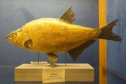 Freshwater bream — Daderot / Wikimedia Commons / CC0