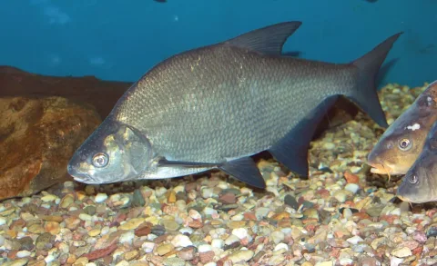 Freshwater bream — Karelj / Wikimedia Commons / Public domain