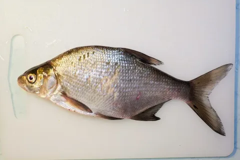 Freshwater bream — own work by me, Grand-Duc. Die volle Nennung des Autorenpseudonyms und der Zuschreibung wie unten stehend ist für eine L / Wikimedia Commons / CC BY-SA 3.0 de