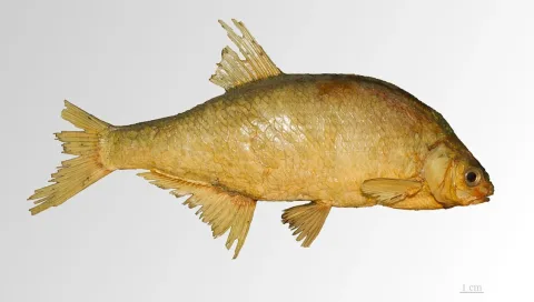 Freshwater bream — PierreSelim / Wikimedia Commons / CC BY 3.0