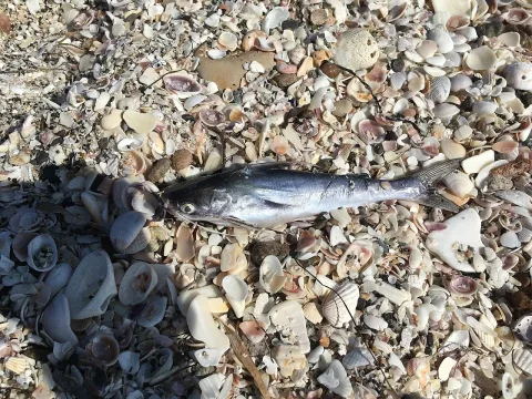 Gafftopsail sea catfish — Elissa Totin / Wikimedia Commons / CC BY 4.0