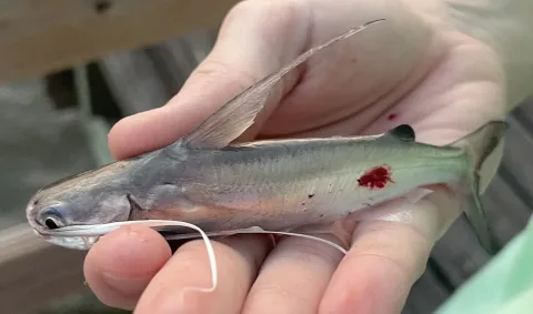Gafftopsail sea catfish — Tia Offner / Wikimedia Commons / CC BY 4.0