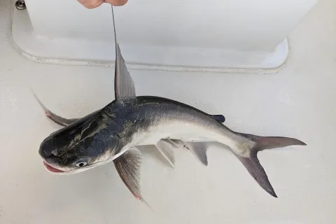 Gafftopsail sea catfish — Kristof Zyskowski / Wikimedia Commons / CC BY 4.0