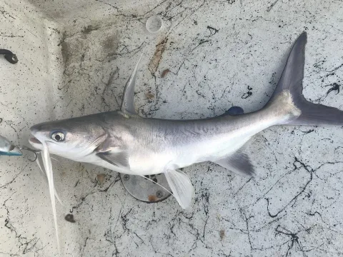Gafftopsail sea catfish — Nick Loveland / Wikimedia Commons / CC0