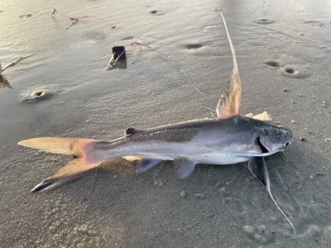 Gafftopsail sea catfish — Bobby McCabe / Wikimedia Commons / CC BY 4.0
