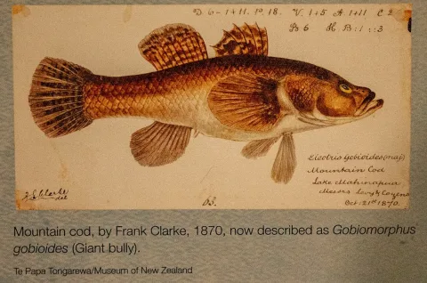 Giant bully — Frank Edward Clarke / Wikimedia Commons / Public domain